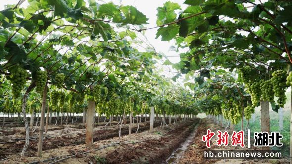 戴家坡村陽光玫瑰葡萄 戴家坡村陽光玫瑰葡萄