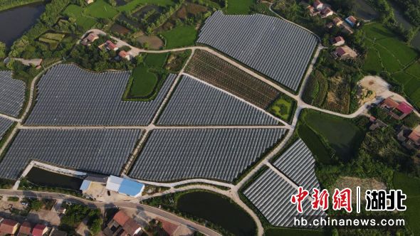 向畈村葡萄產(chǎn)業(yè)基地 向畈村葡萄產(chǎn)業(yè)基地