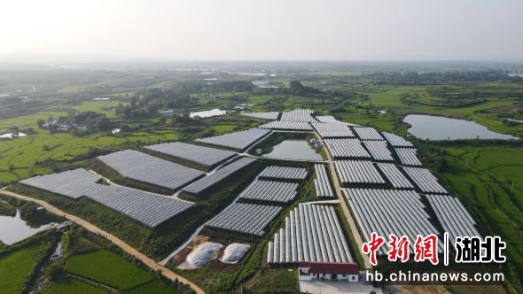 向畈村葡萄產(chǎn)業(yè)基地 向畈村葡萄產(chǎn)業(yè)基地